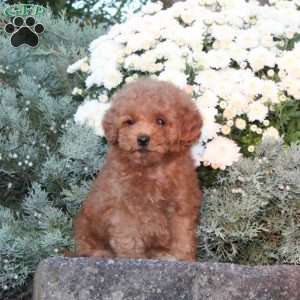 Daisy, Forever Puppy